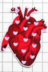 anatomy heart